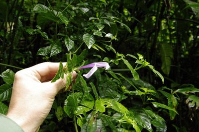 Poikilacanthus macranthus, photographed by Eric Knight