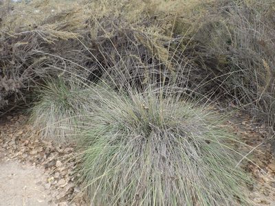 Muhlenbergia rigens, photographed by Amy