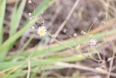 Erigeron divergens, photographed by Kalvin Chan