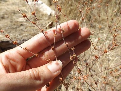Eriogonum gracile, photographed by Amy