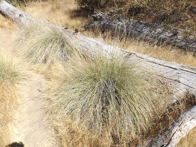 Muhlenbergia rigens, photographed by Amy