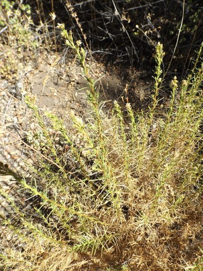 Ericameria pinifolia, photographed by Amy