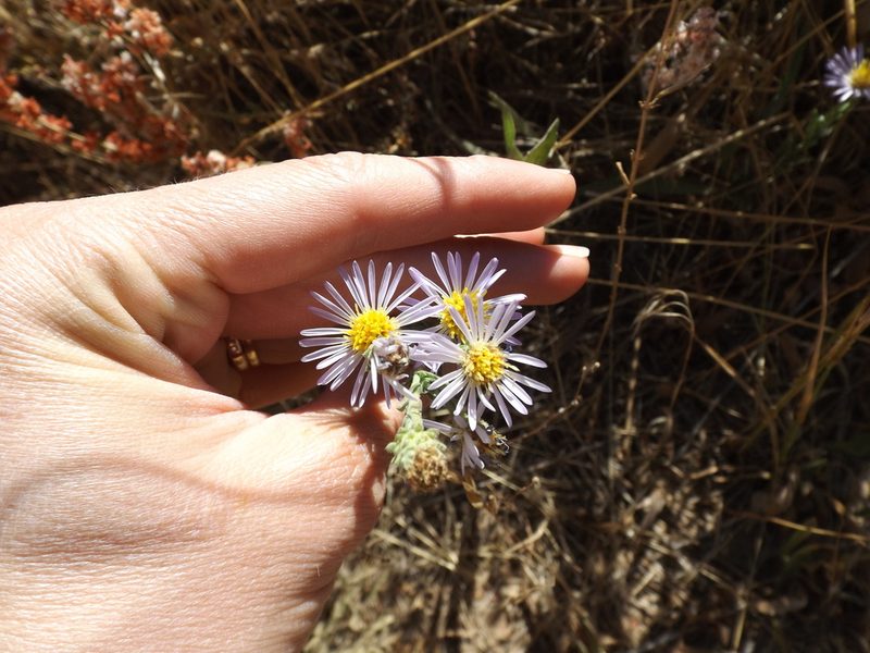 Symphyotrichum defoliatum, photographed by Amy