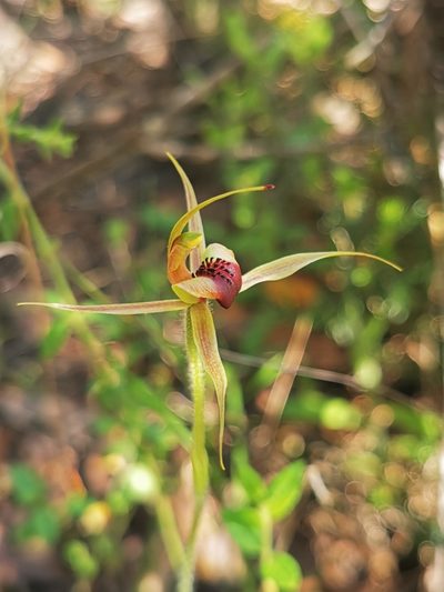 Caladenia clavigera, photographed by Richard Dimon