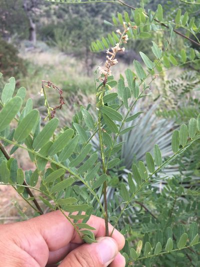 Eysenhardtia orthocarpa, photographed by Scott Loarie