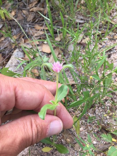 Gomphrena nitida, photographed by Scott Loarie