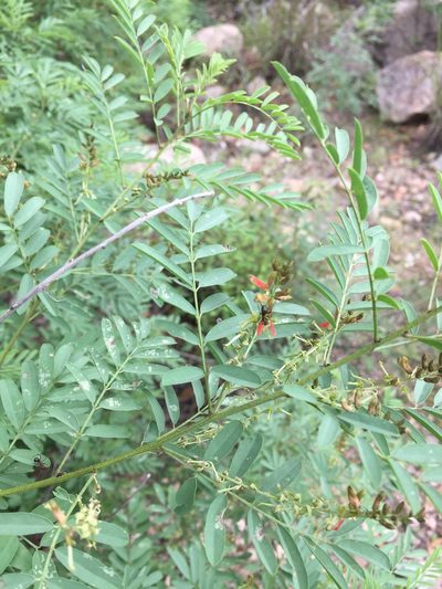 Indigofera sphaerocarpa, photographed by Scott Loarie