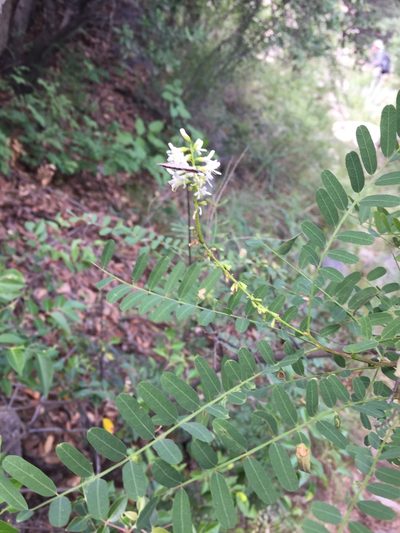 Eysenhardtia orthocarpa, photographed by Scott Loarie