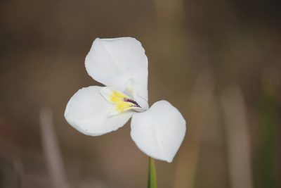 Diplarrena moraea, photographed by Tim