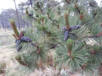 Pinus hartwegii, photographed by Konstantin Grebennikov