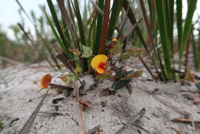 Bossiaea triangularis, photographed by Cowirrie
