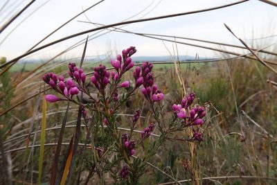 Comesperma ericinum, photographed by Cowirrie