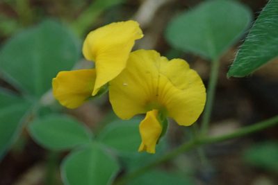 Argyrolobium tomentosum, photographed by Jimmy Whatmore