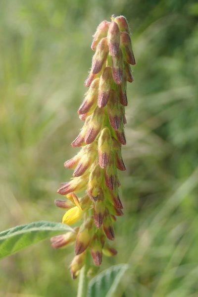 Eriosema nutans, photographed by Jimmy Whatmore