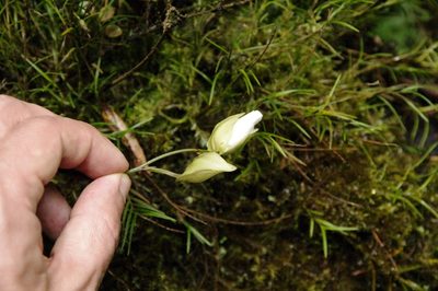 Utricularia praetermissa, photographed by Eric Knight