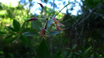 Pittosporum cornifolium, photographed by Sarah Richardson