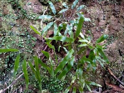 Lygodium articulatum, photographed by John Barkla