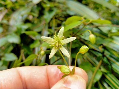 Clematis cunninghamii, photographed by John Barkla