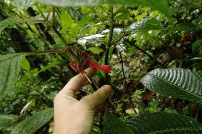Glossoloma tetragonum, photographed by Eric Knight