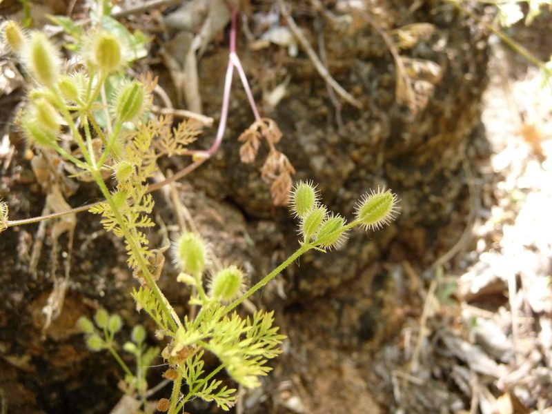 Yabea microcarpa, photographed by Harrison J Elkins