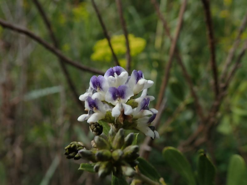Psoralea wilmsii, photographed by Jimmy Whatmore