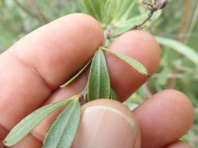Psoralea wilmsii, photographed by Jimmy Whatmore