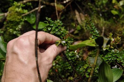 Disterigma humboldtii, photographed by Eric Knight