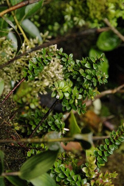Disterigma humboldtii, photographed by Eric Knight