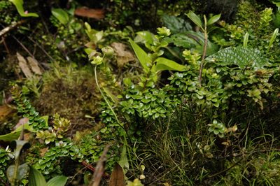 Disterigma humboldtii, photographed by Eric Knight