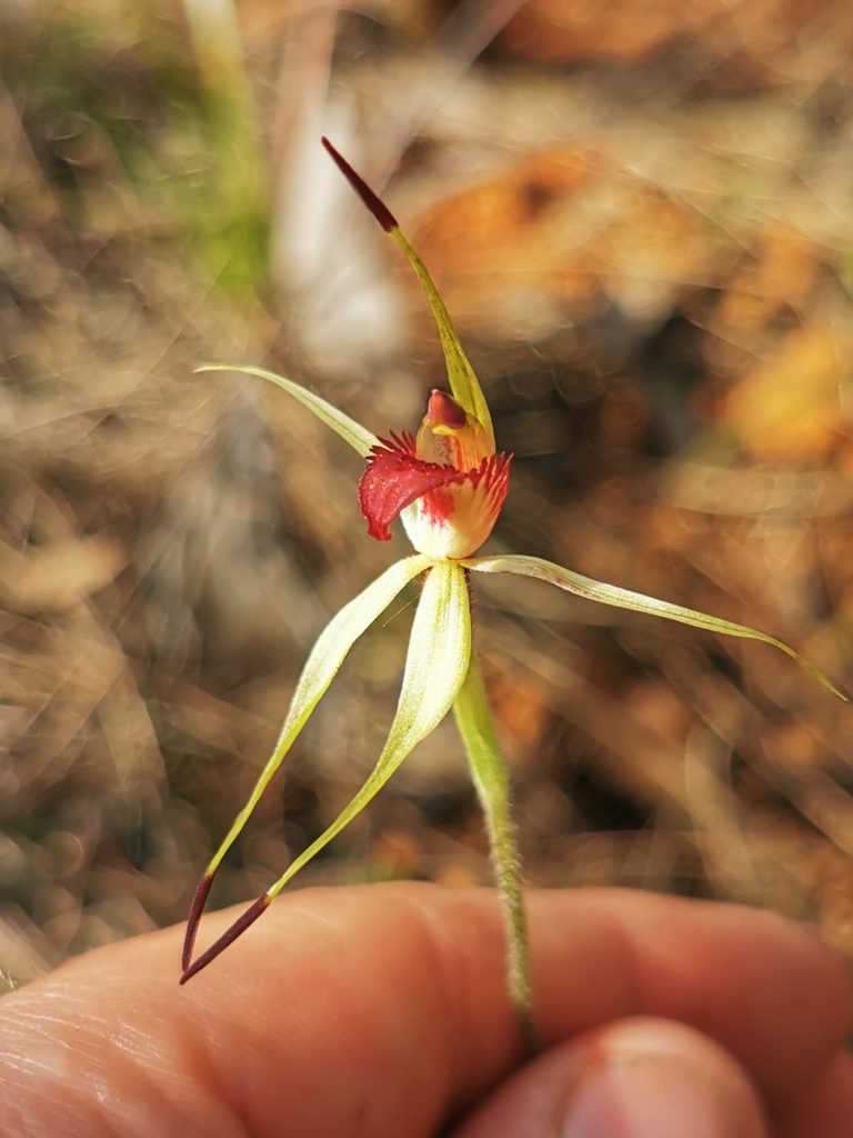 Caladenia insularis, photographed by Richard Dimon