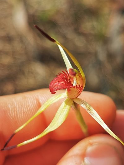 Caladenia insularis, photographed by Richard Dimon