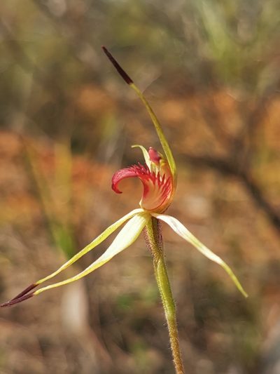 Caladenia insularis, photographed by Richard Dimon