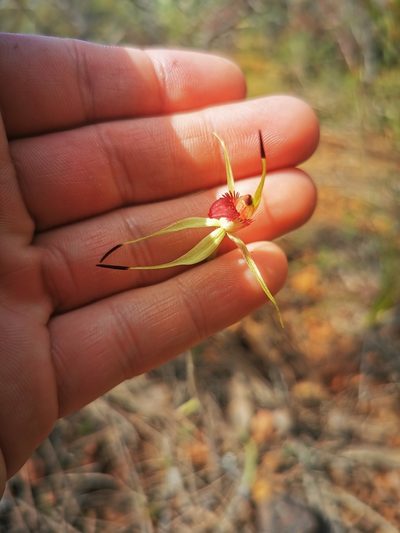 Caladenia insularis, photographed by Richard Dimon