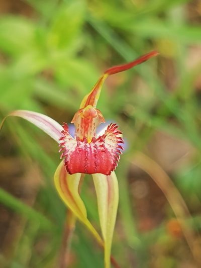 Caladenia insularis, photographed by Richard Dimon