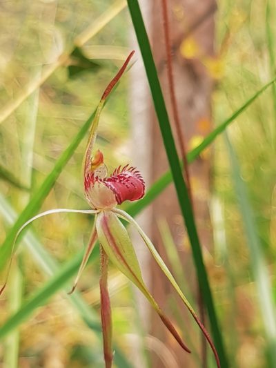 Caladenia insularis, photographed by Richard Dimon