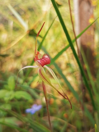 Caladenia insularis, photographed by Richard Dimon