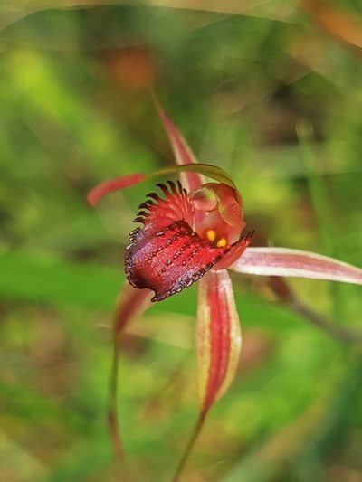 Caladenia insularis, photographed by Richard Dimon