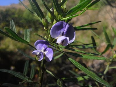 Psoralea platyphylla, photographed by Jimmy Whatmore