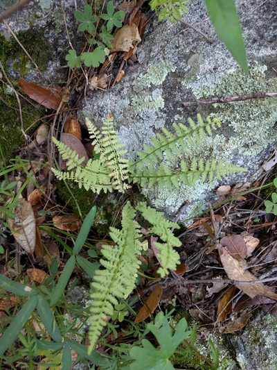 Woodsia phillipsii, photographed by Ken-ichi Ueda