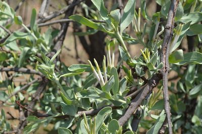 Agelanthus natalitius, photographed by Hildegard Klein