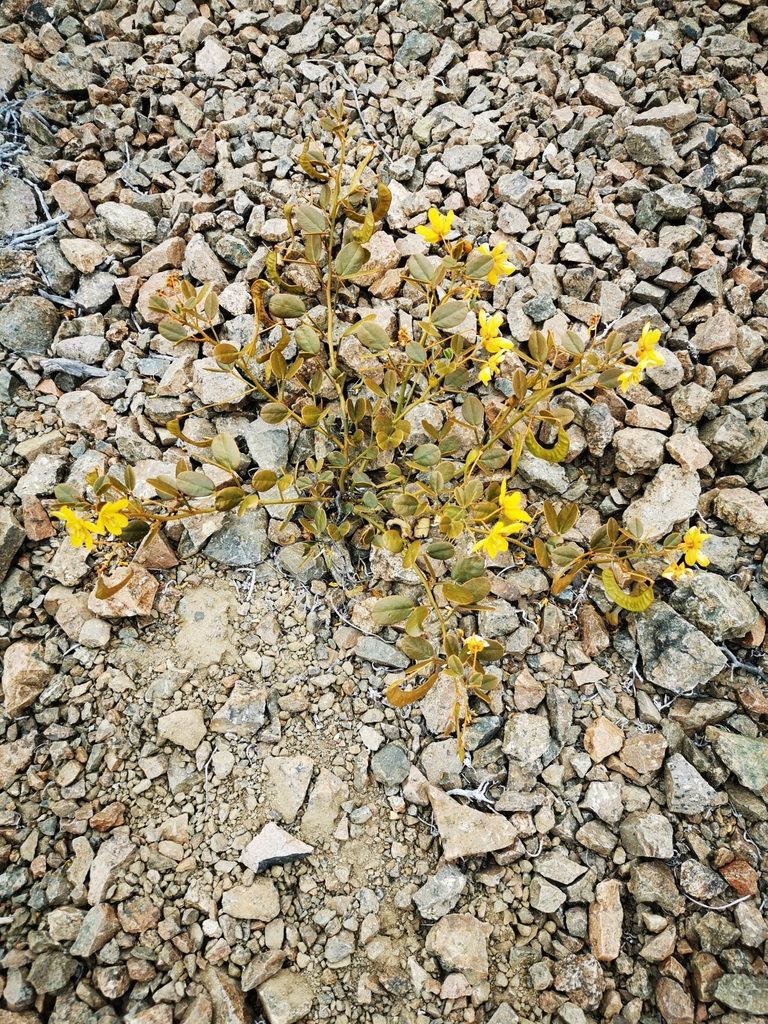 Senna brongniartii, photographed by Aira Francisca Faúndez Fallau