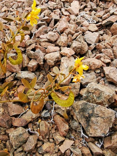 Senna brongniartii, photographed by Aira Francisca Faúndez Fallau