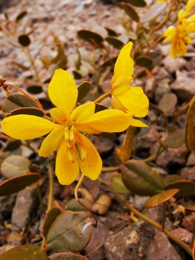 Senna brongniartii, photographed by Aira Francisca Faúndez Fallau