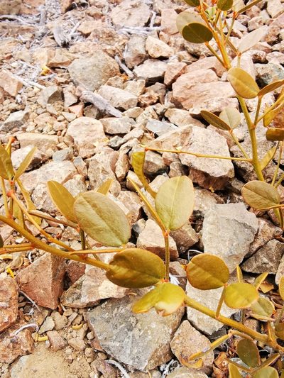 Senna brongniartii, photographed by Aira Francisca Faúndez Fallau