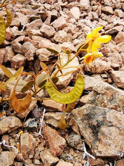 Senna brongniartii, photographed by Aira Francisca Faúndez Fallau