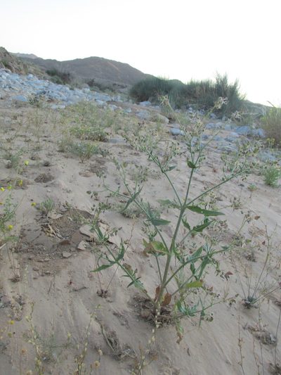 Trichodesma africanum, photographed by Caroline Voget