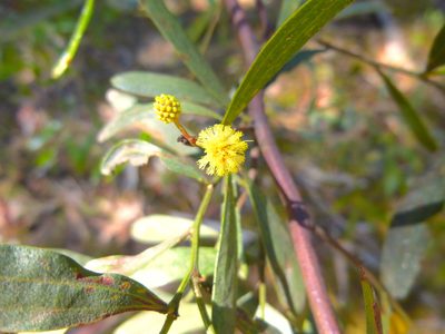 Acacia verniciflua, photographed by Kiri Bee