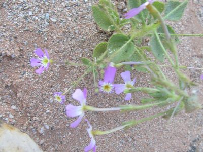 Jamesbrittenia glutinosa, photographed by Caroline Voget