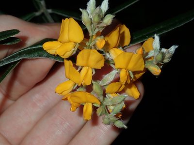 Oxylobium robustum, photographed by Thomas Mesaglio