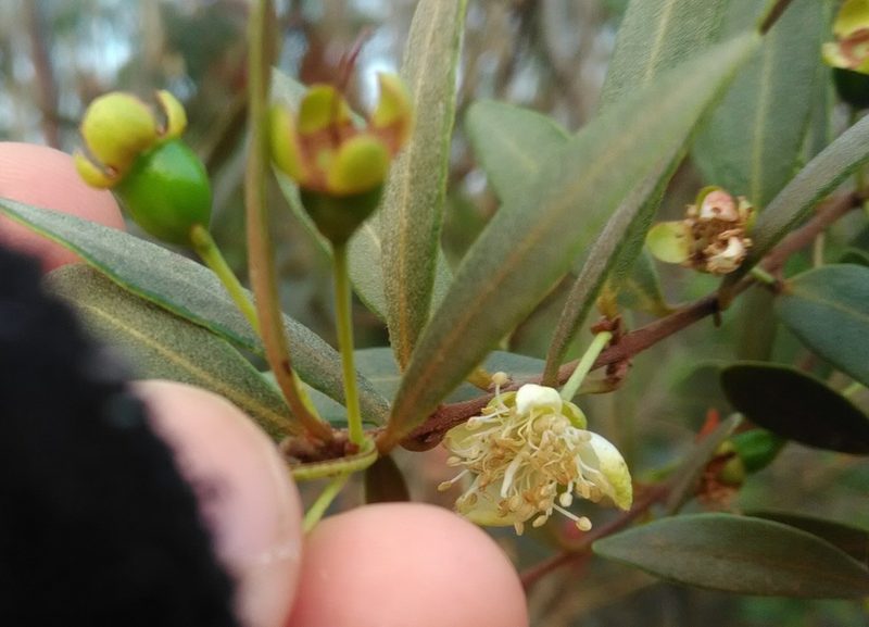 Eugenia punicifolia, photographed by Márcia Martins
